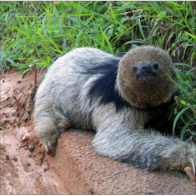 Ошейниковый ленивец (Bradypus torquatus) Фото №5