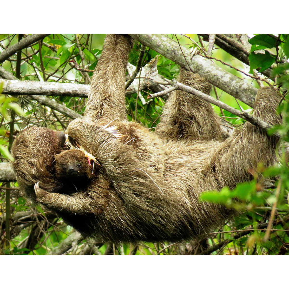 Ошейниковый ленивец (Bradypus torquatus) Фото №6