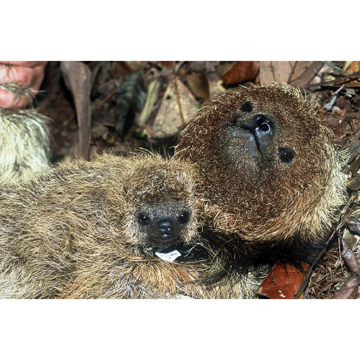 Ошейниковый ленивец (Bradypus torquatus) Фото №7