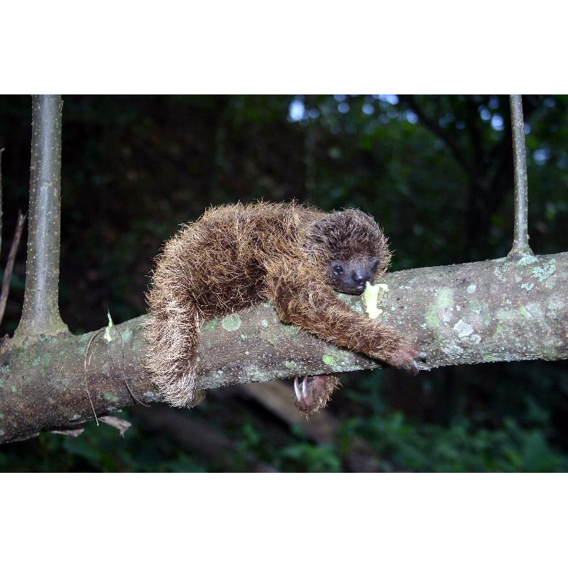 Ошейниковый ленивец (Bradypus torquatus) Фото №8