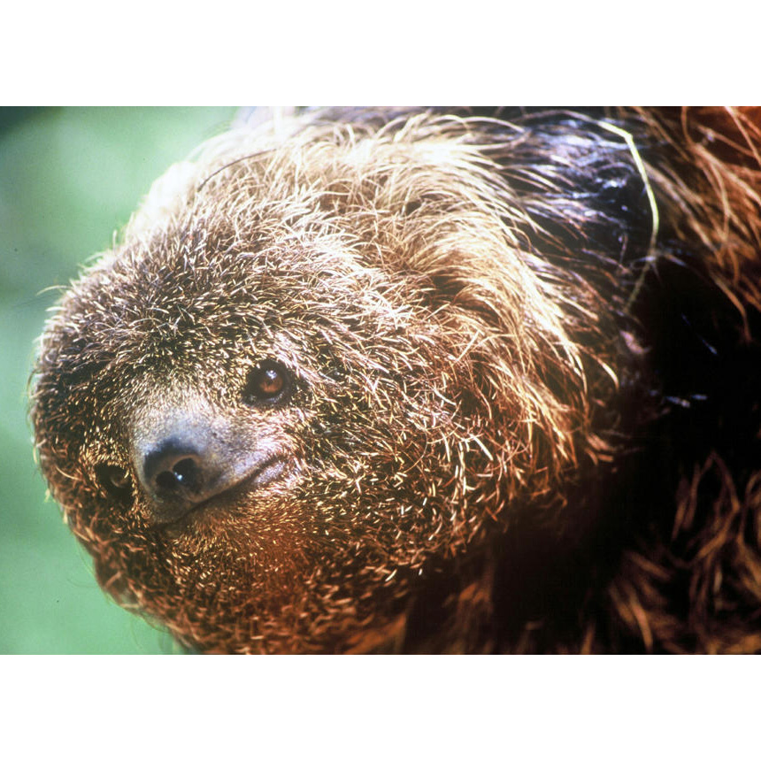 Ошейниковый ленивец (Bradypus torquatus) Фото №9