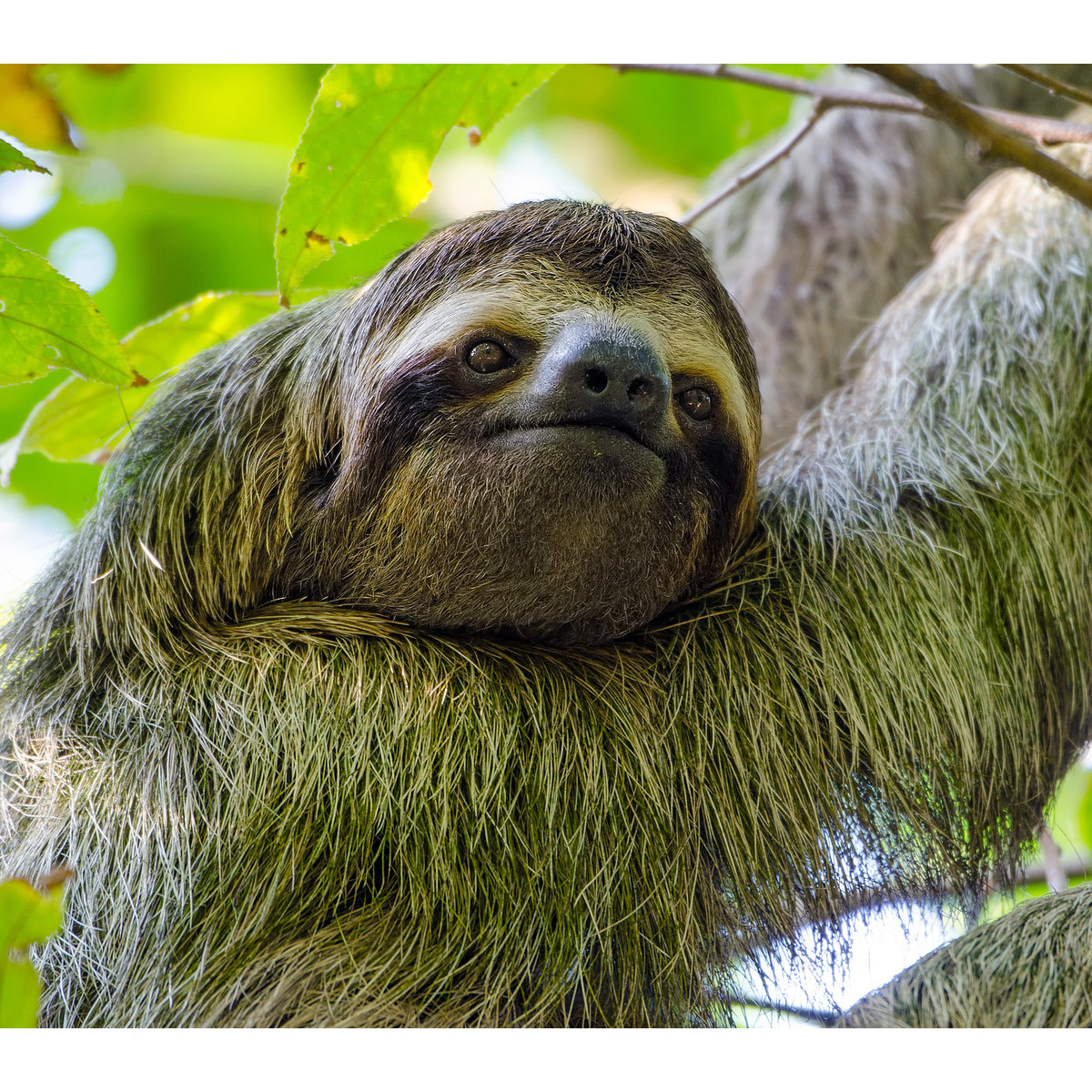 Бурогорлый ленивец (Bradypus variegatus) Фото №10