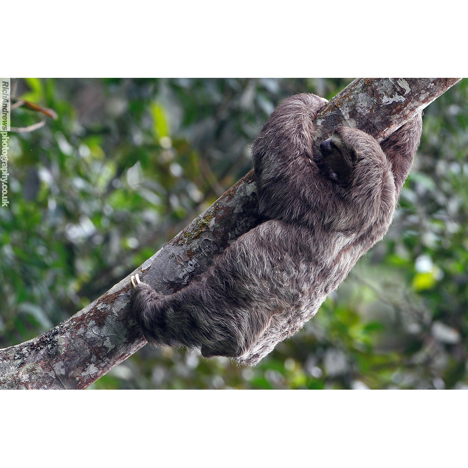 Бурогорлый ленивец (Bradypus variegatus) Фото №2