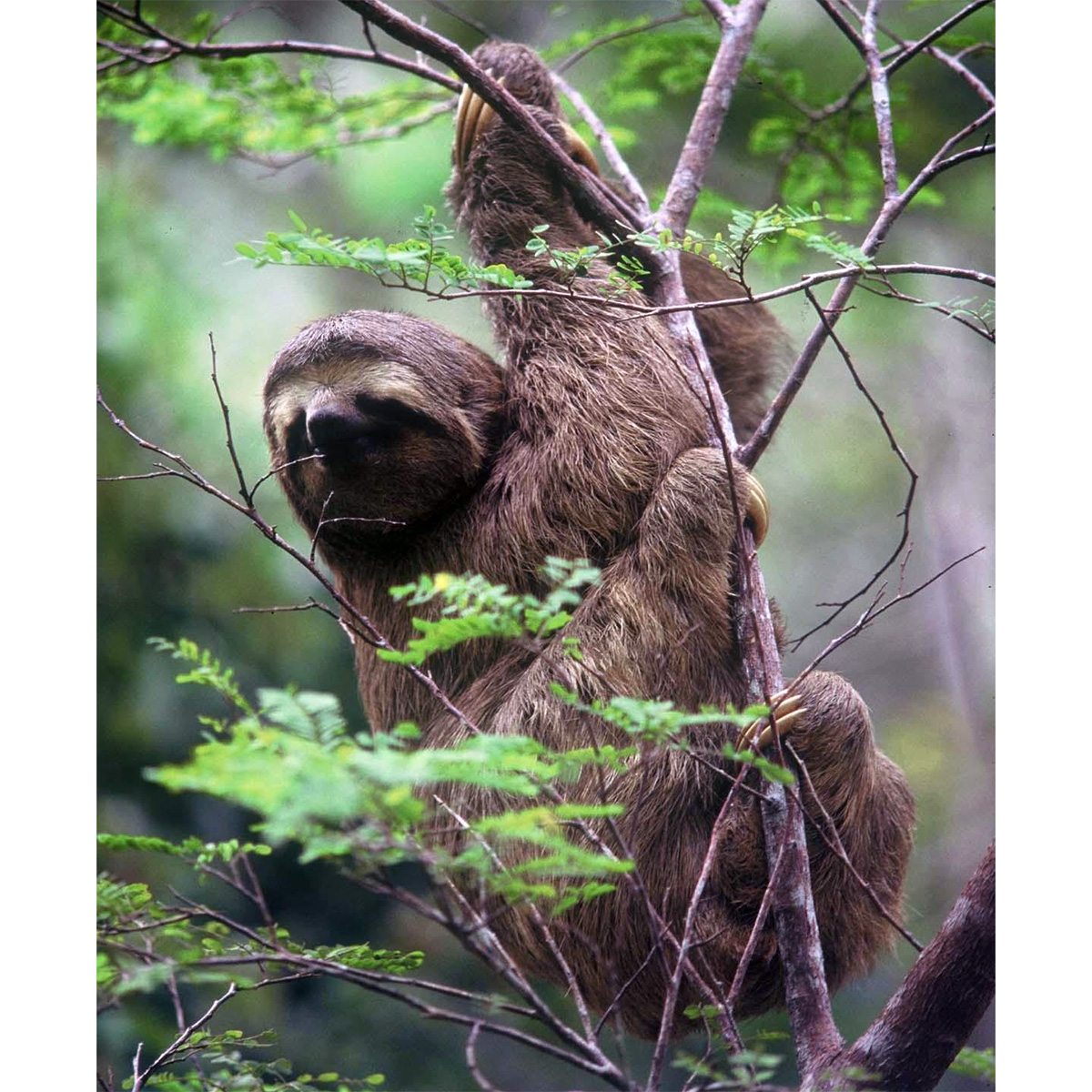 Бурогорлый ленивец (Bradypus variegatus) Фото №3