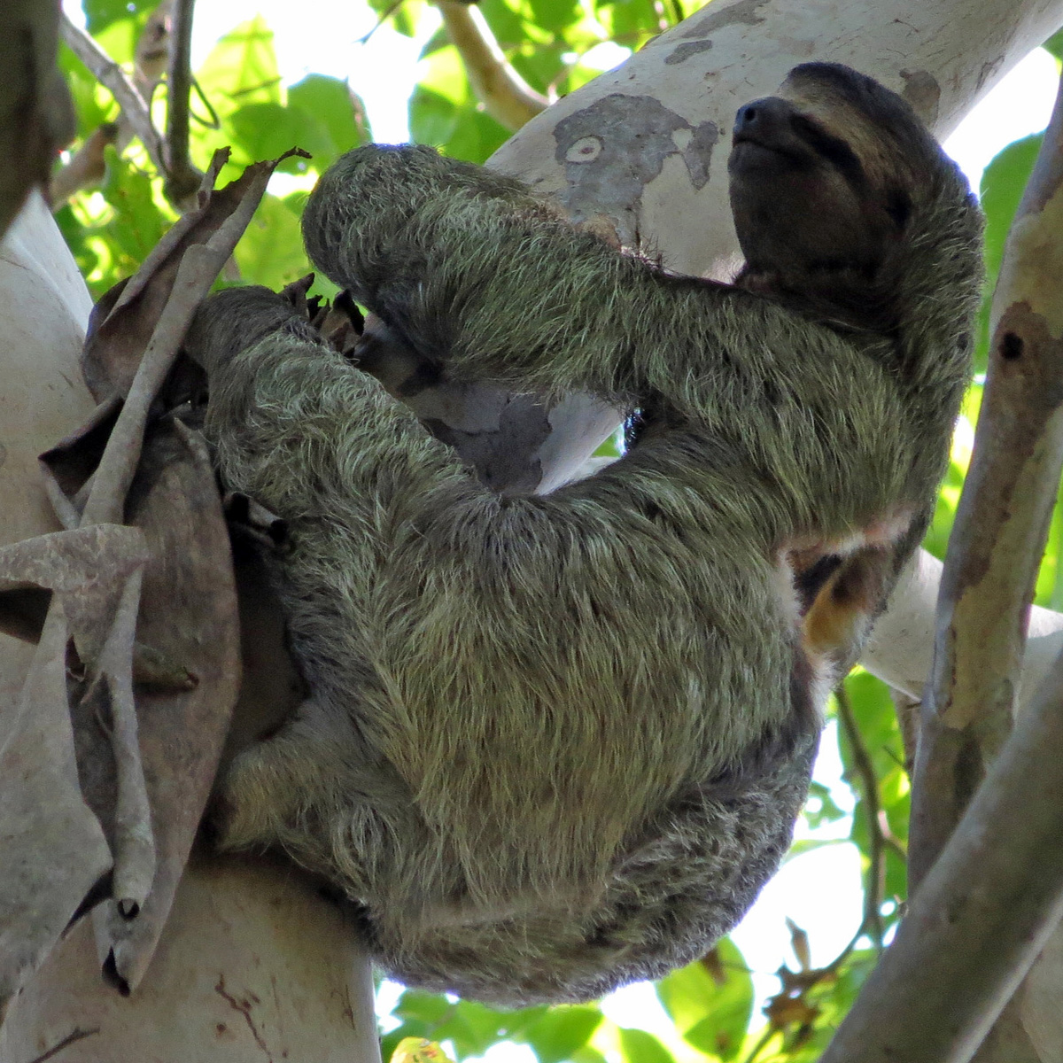 Бурогорлый ленивец (Bradypus variegatus) Фото №4