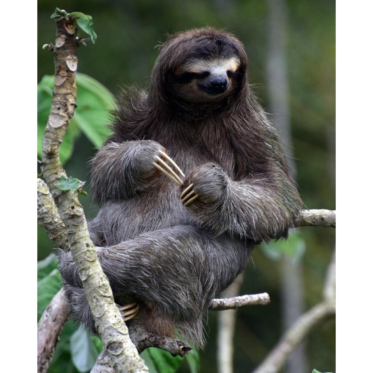 Бурогорлый ленивец (Bradypus variegatus) Фото №5