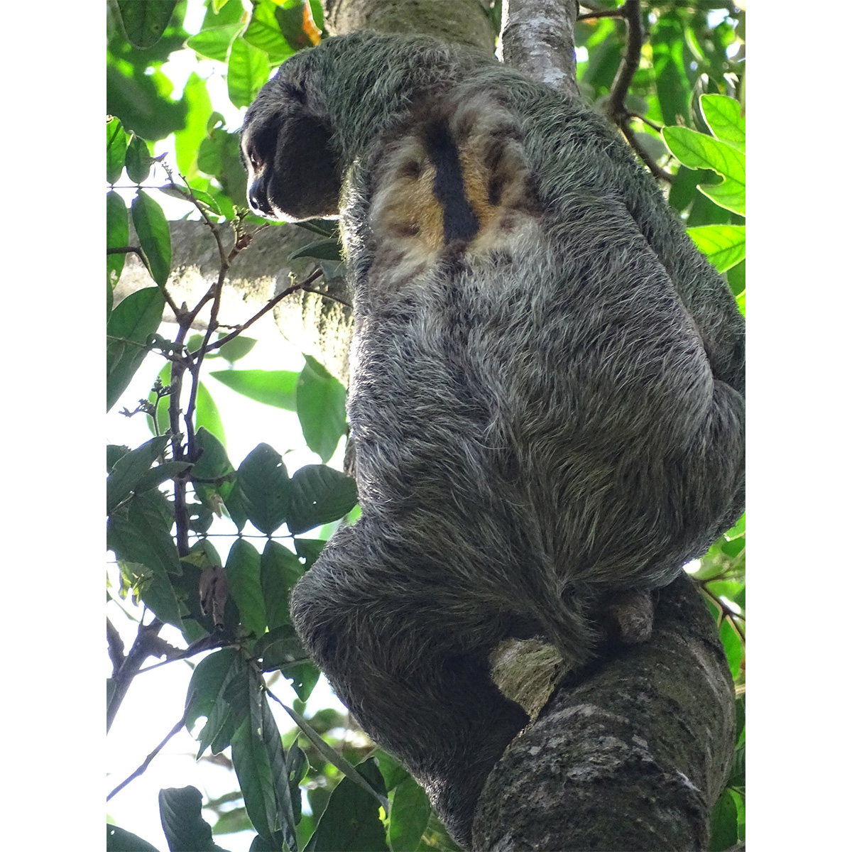Бурогорлый ленивец (Bradypus variegatus) Фото №6