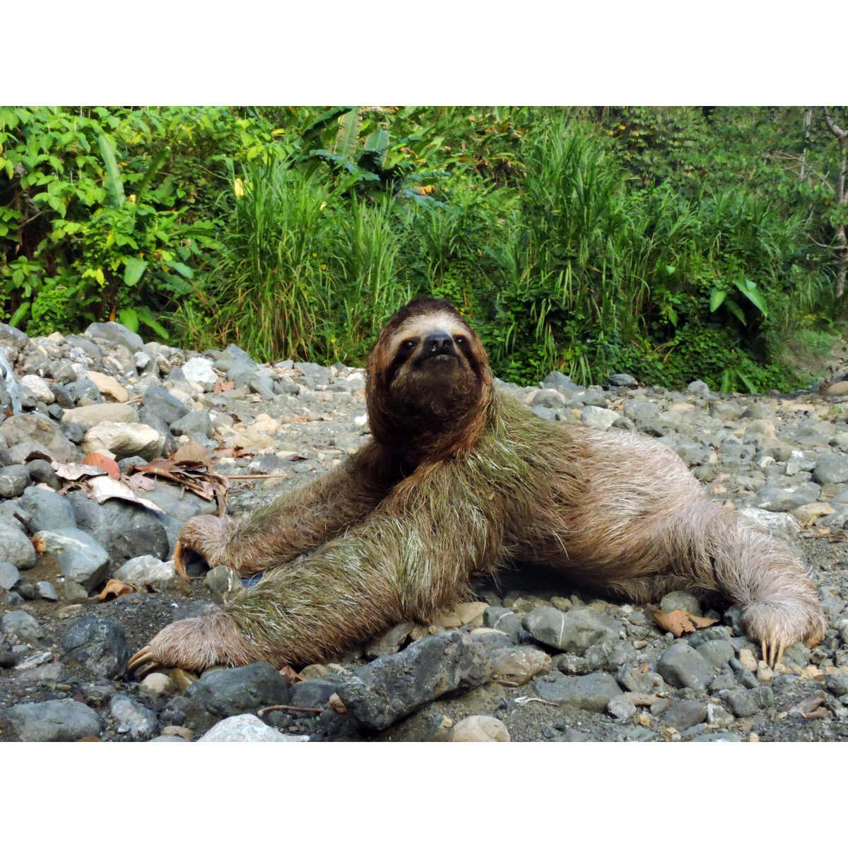 Бурогорлый ленивец (Bradypus variegatus) Фото №7