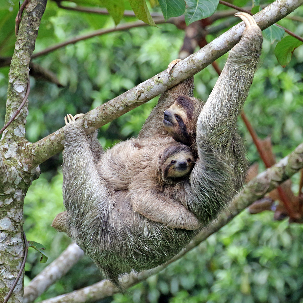 Бурогорлый ленивец (Bradypus variegatus) Фото №8