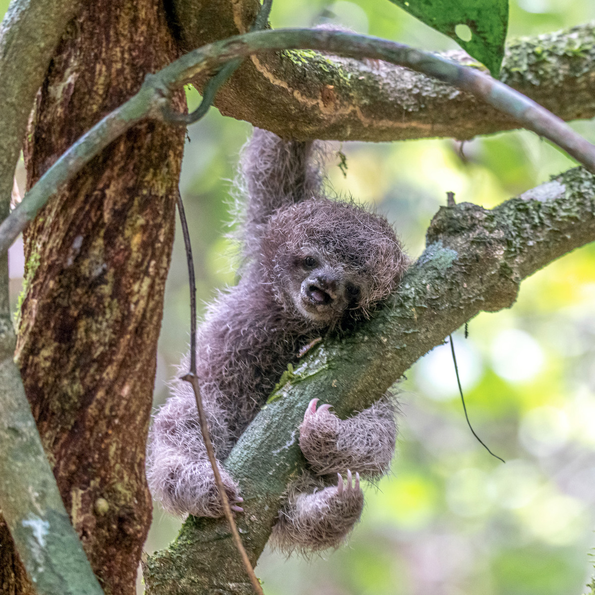 Бурогорлый ленивец (Bradypus variegatus) Фото №9