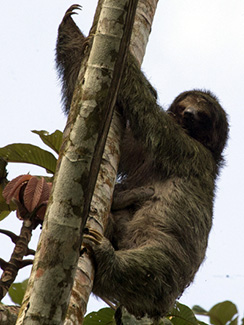 Bradypus variegatus ephippiger