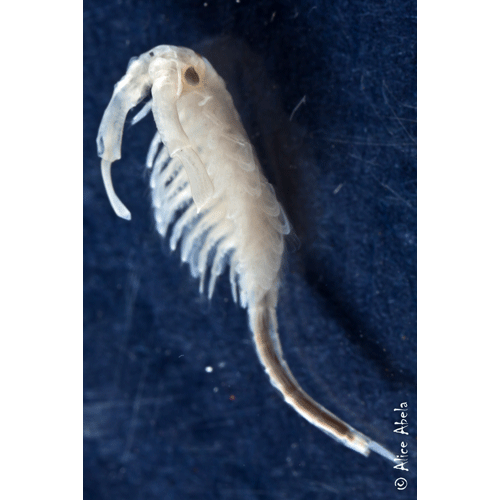 Семейство Branchinectidae фото