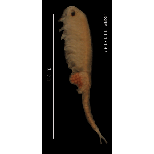 Семейство Branchipodidae фото