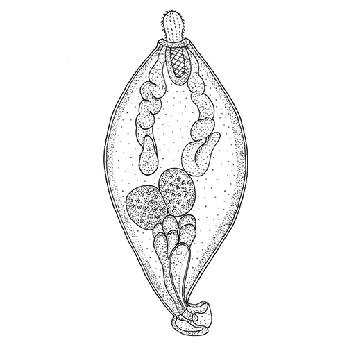 Род Brasacanthus фото