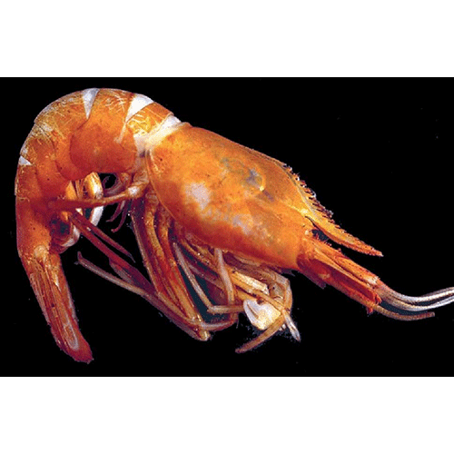 Семейство Bresilioidea фото