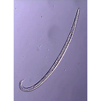 Семейство Brevibuccidae  фото