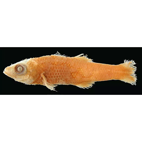 Род Brinkmannella фото