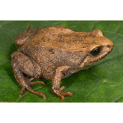  Род Bryophryne  фото