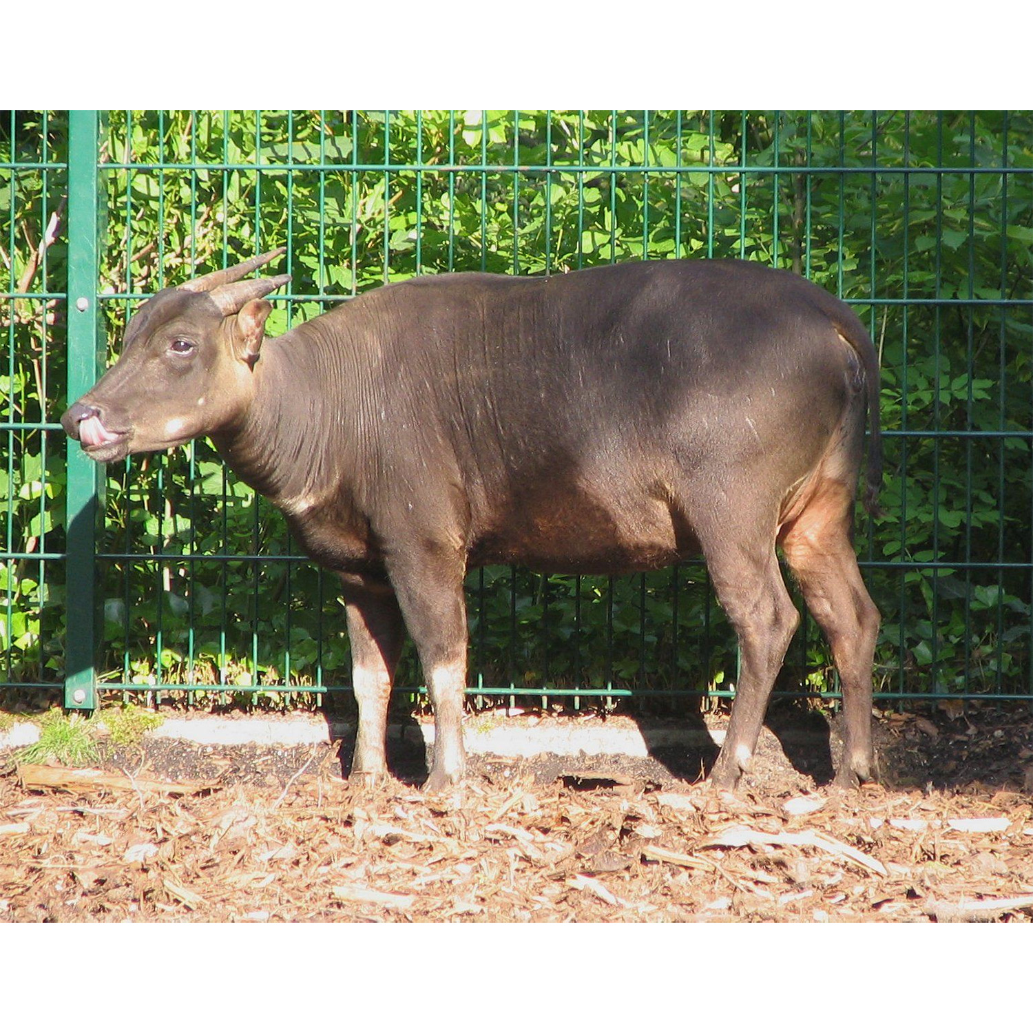 Bubalus depressicornis Фото №2