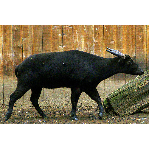 Bubalus depressicornis Фото №3
