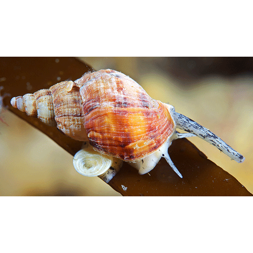 Семейство Buccinoidea  фото