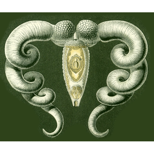 Семейство Bucephalidae фото