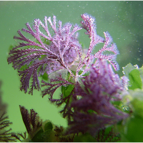Семейство Buguloidea фото