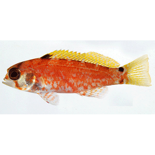 Род Bullisichthys фото