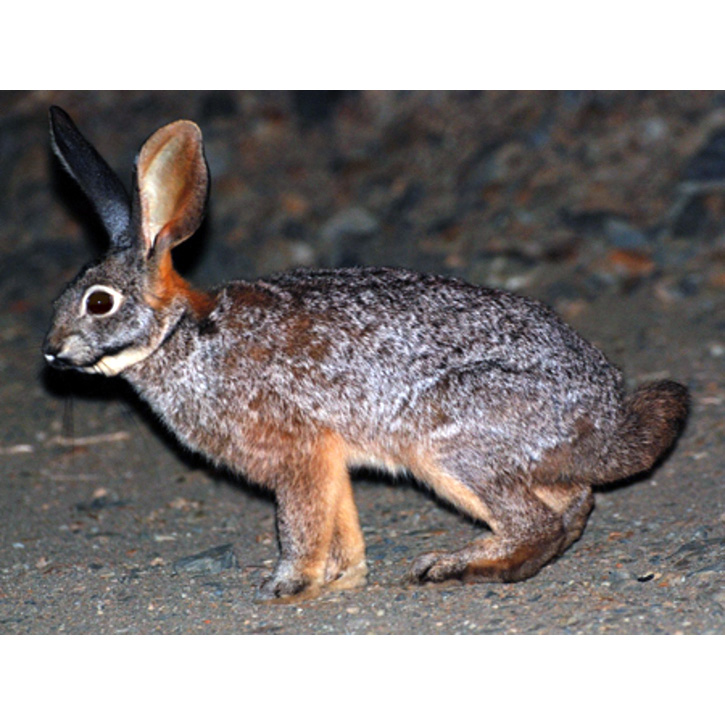 Бушменов заяц (Bunolagus monticularis) Фото №2