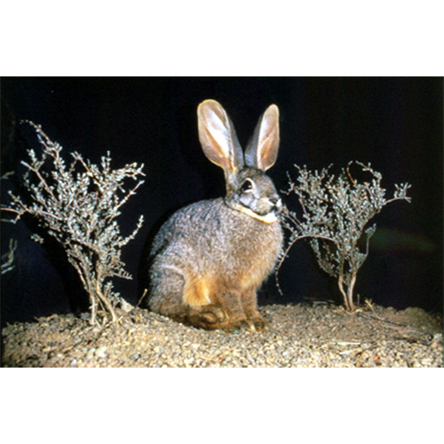 Бушменов заяц (Bunolagus monticularis) Фото №3