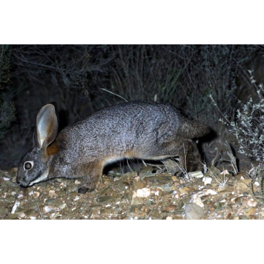 Бушменов заяц (Bunolagus monticularis) Фото №4