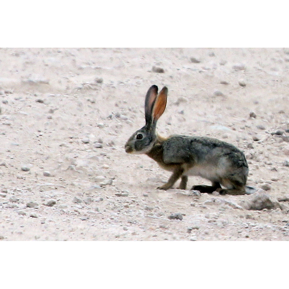 Бушменов заяц (Bunolagus monticularis) Фото №5