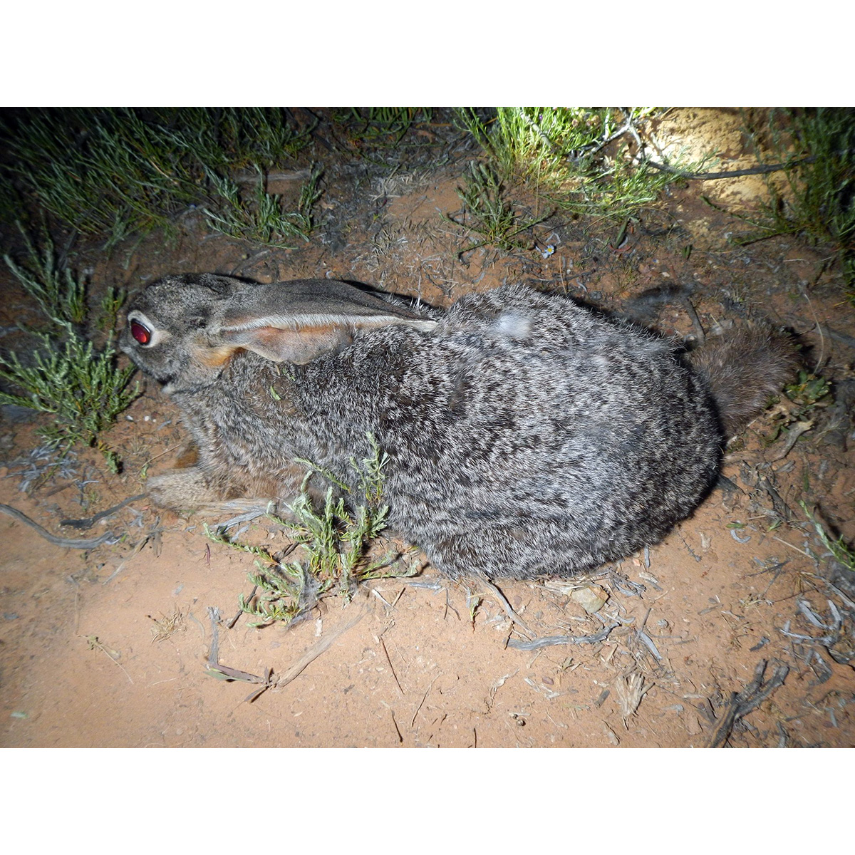 Бушменов заяц (Bunolagus monticularis) Фото №6