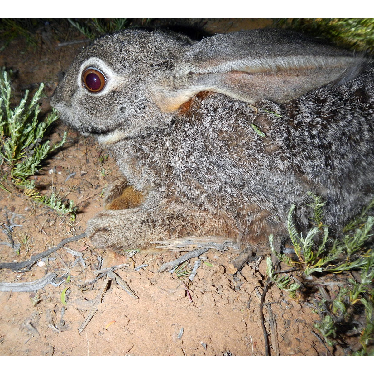 Бушменов заяц (Bunolagus monticularis) Фото №9