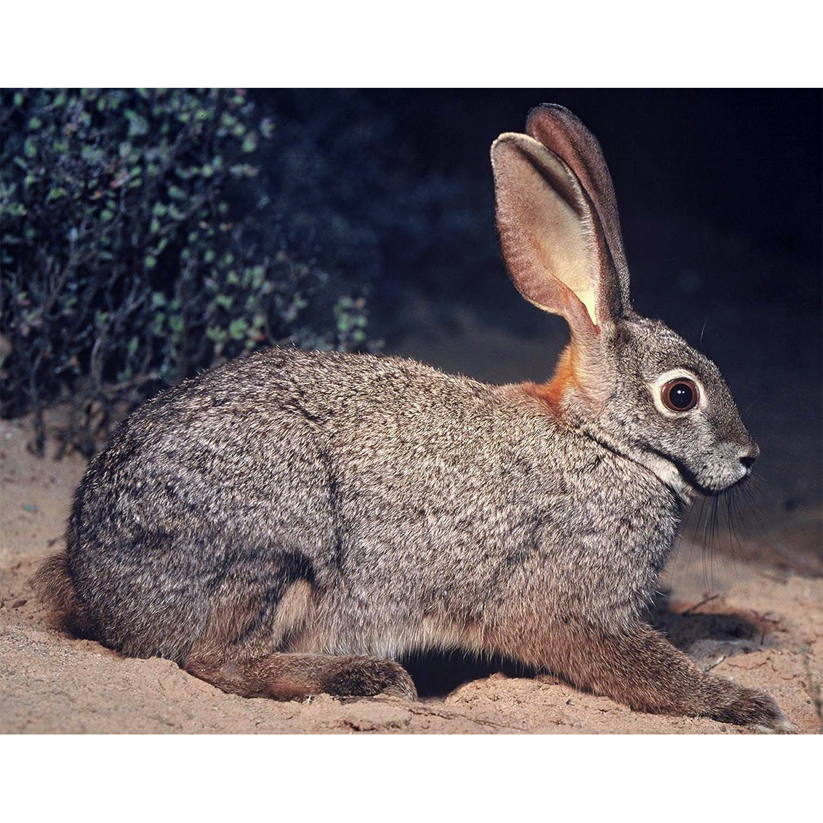 Бушменов заяц (Bunolagus monticularis) Фото №1