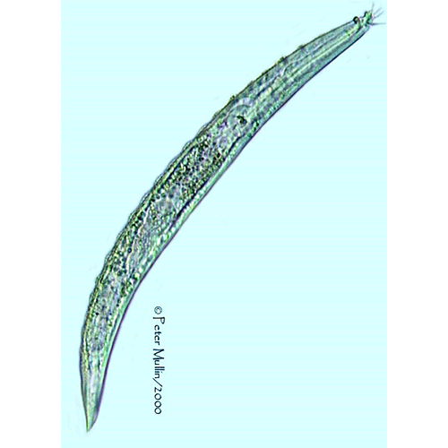Семейство Bunonematidae  фото
