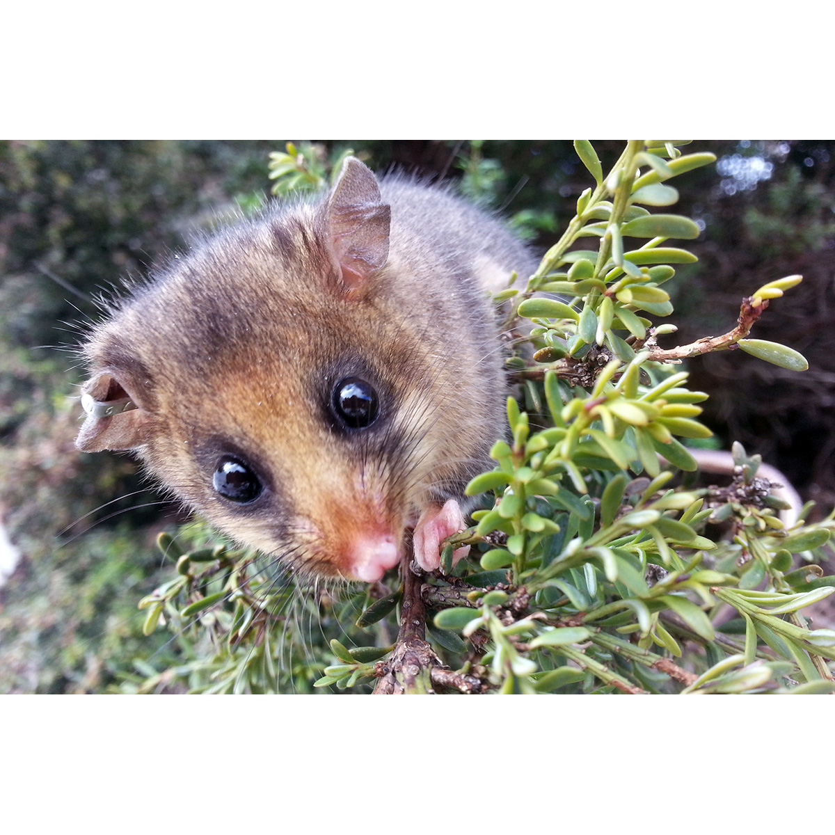 Горный кускус (Burramys parvus) Фото №10