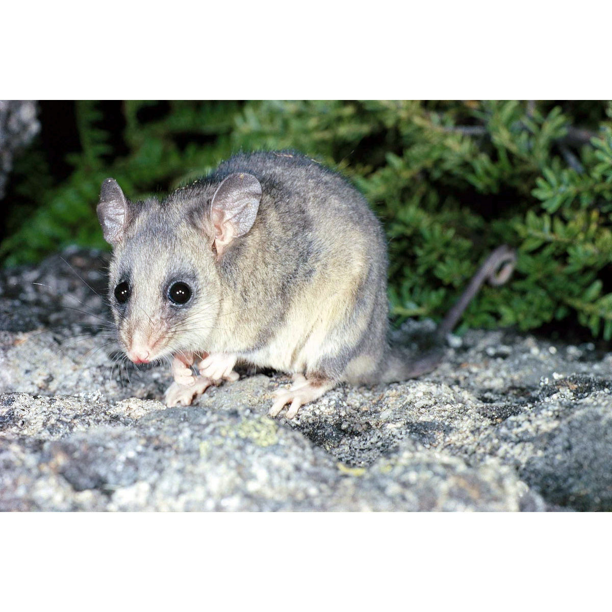 Горный кускус (Burramys parvus) Фото №2