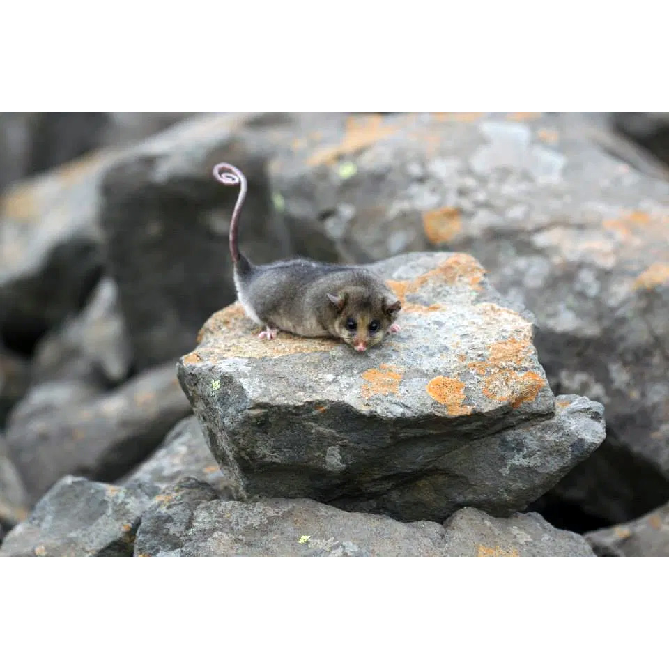 Горный кускус (Burramys parvus) Фото №3