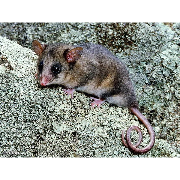 Горный кускус (Burramys parvus) Фото №4