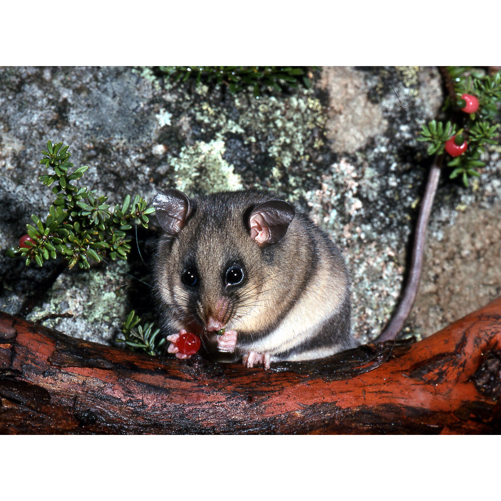 Горный кускус (Burramys parvus) Фото №6