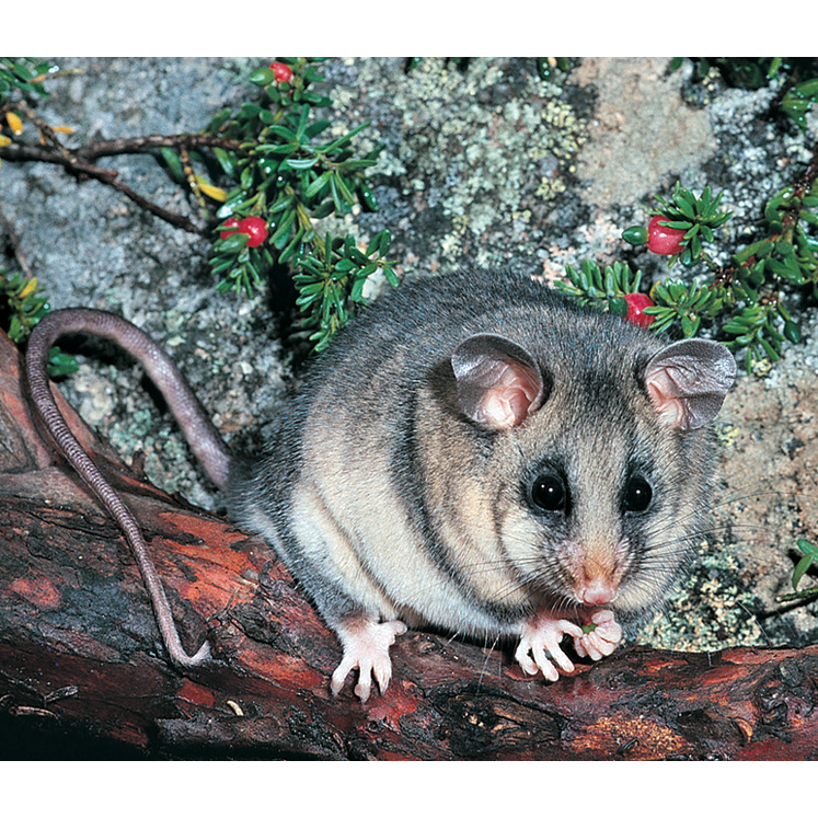 Горный кускус (Burramys parvus) Фото №1