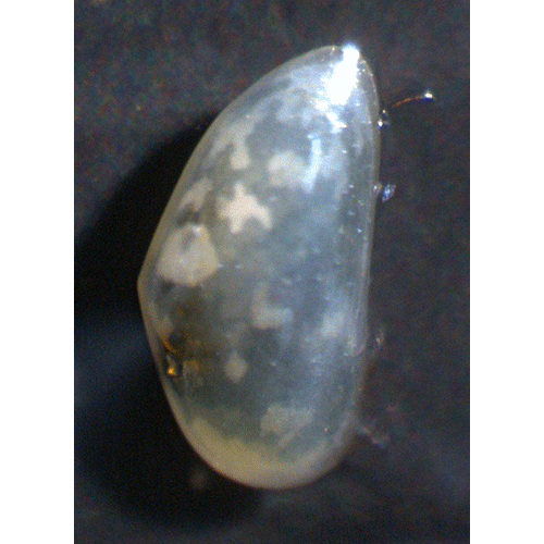 Семейство Bythocyprididae фото