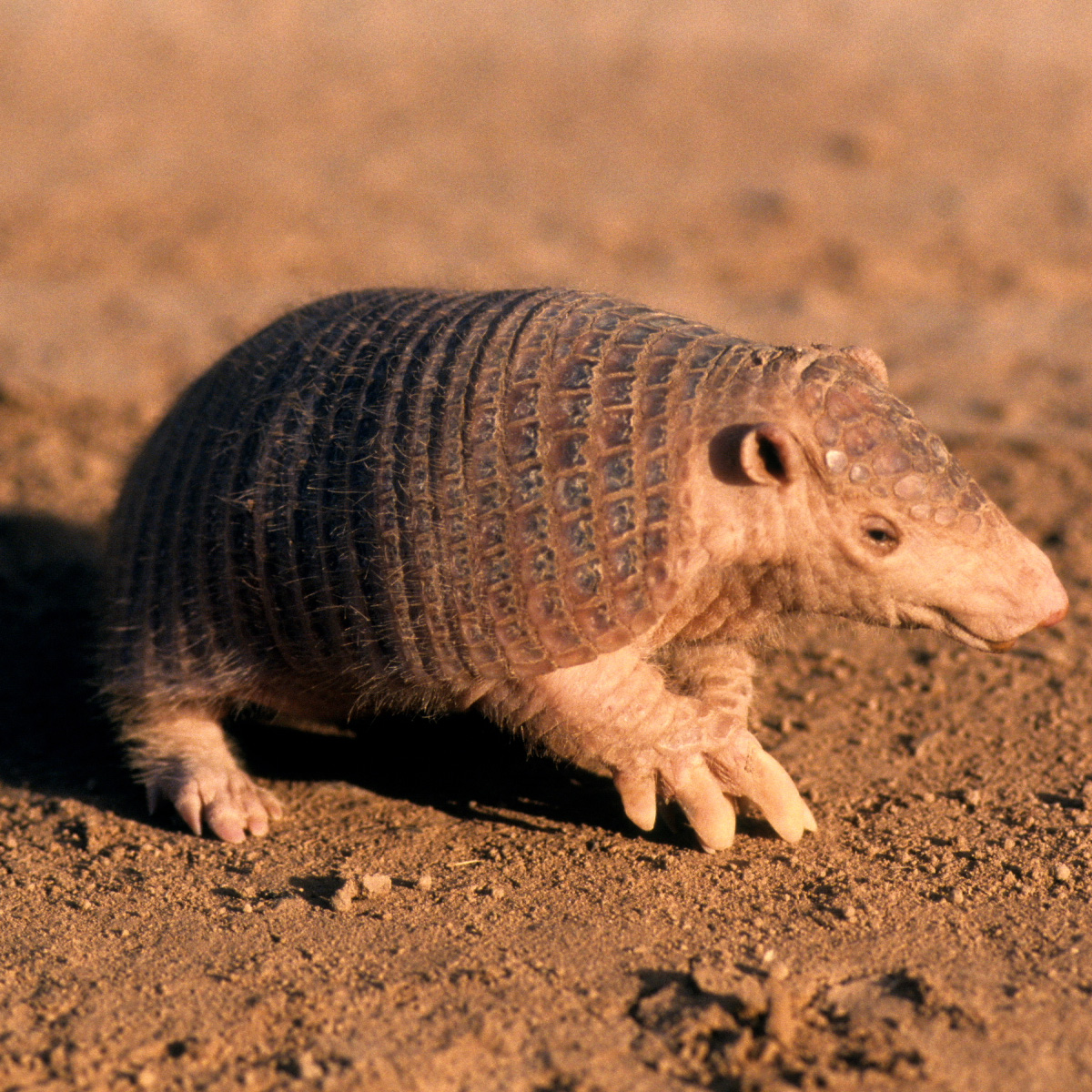 Чакский броненосец (Cabassous chacoensis) Фото №3
