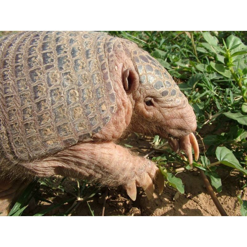 Чакский броненосец (Cabassous chacoensis) Фото №7