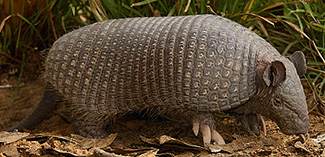 Cabassous unicinctus unicinctus
