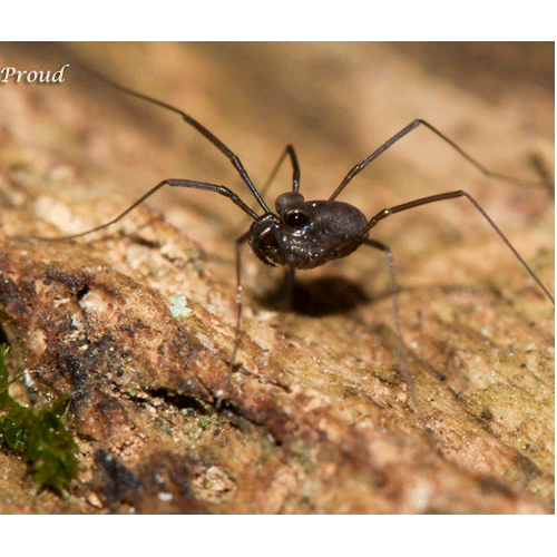 Семейство Caddidae фото