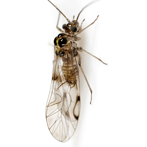 Семейство Caeciliusoidea фото
