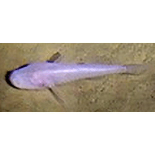 Род Caecogobius фото