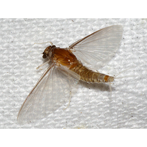 Семейство Caenoidea фото